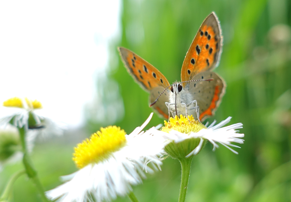 ６月の花と昆虫⑥