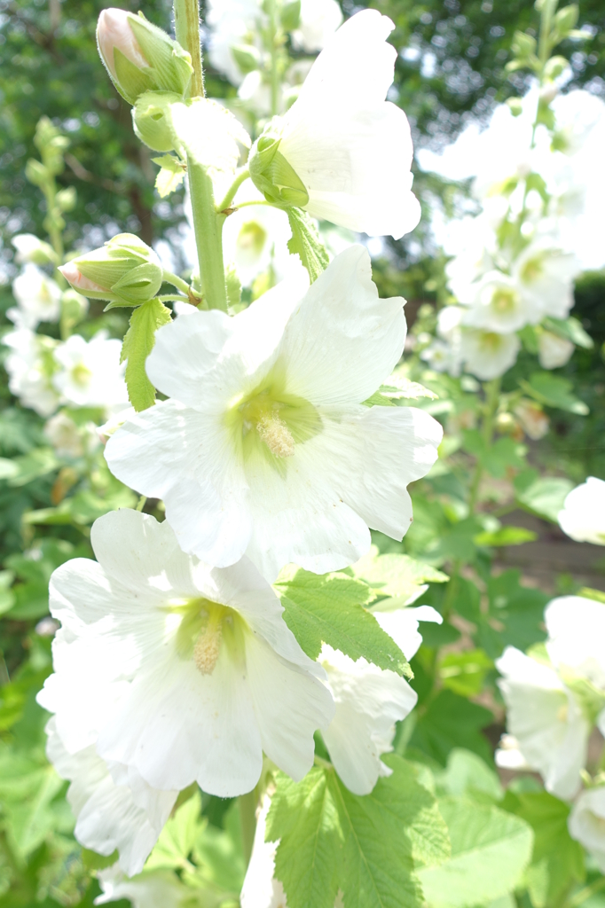 ６月の花と昆虫⑤