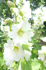 ６月の花と昆虫⑤