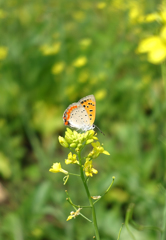 いまだに菜の花⑤