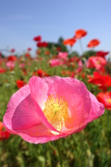 ６月の花と昆虫