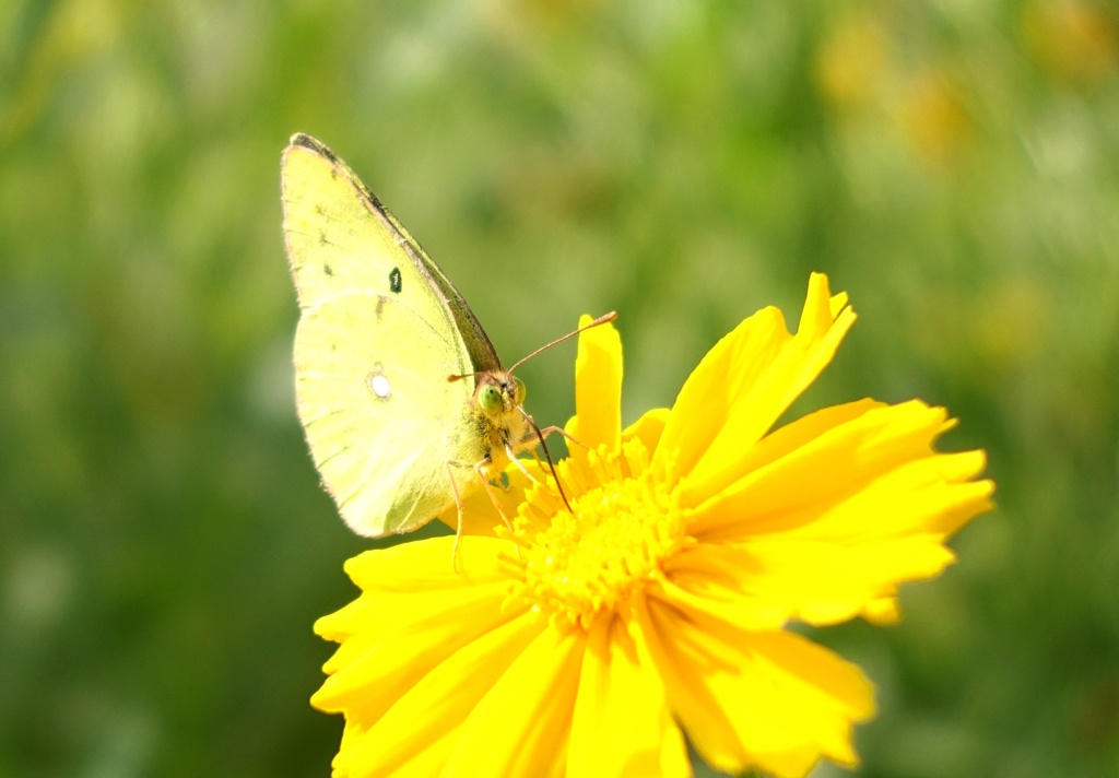 ６月の花と昆虫②