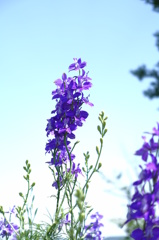 春の花