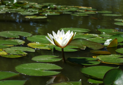 ６月の花と昆虫⑧