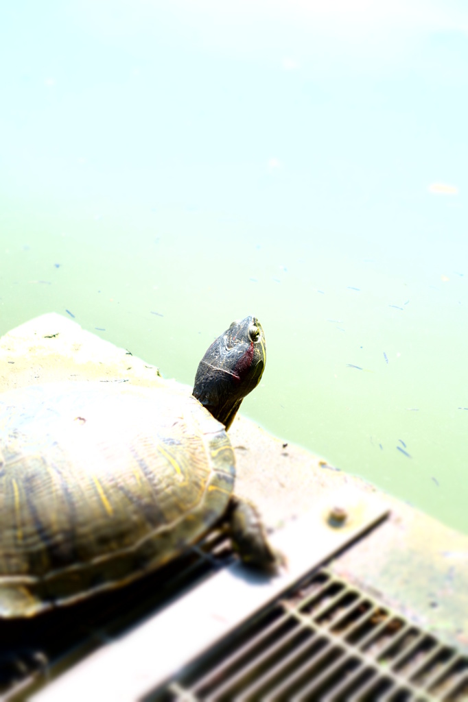 公園のカメ②