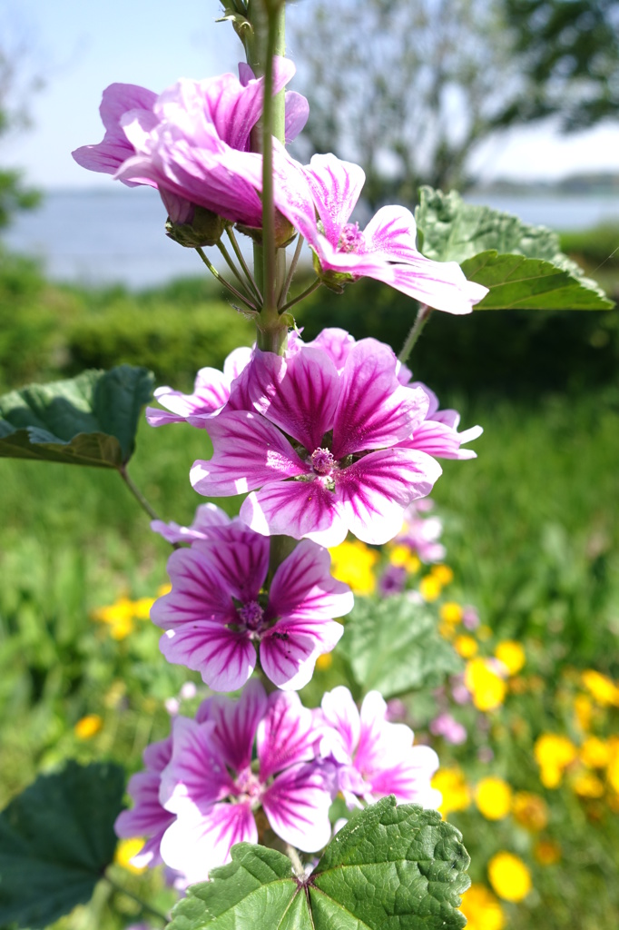 春の花②