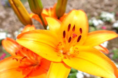 ６月の花と昆虫③