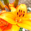 ６月の花と昆虫③