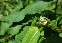 ６月の花と昆虫⑨