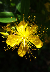 ６月の花と昆虫⑩