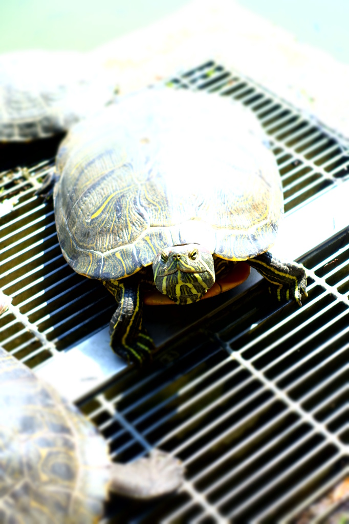 公園のカメ