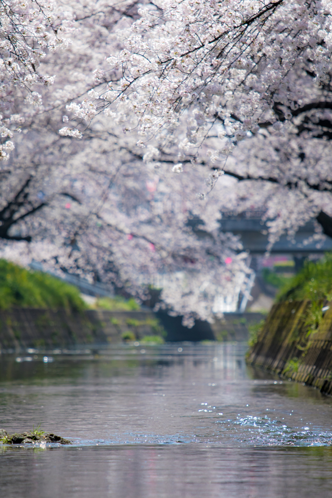 桜回廊