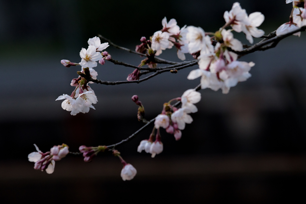 桜