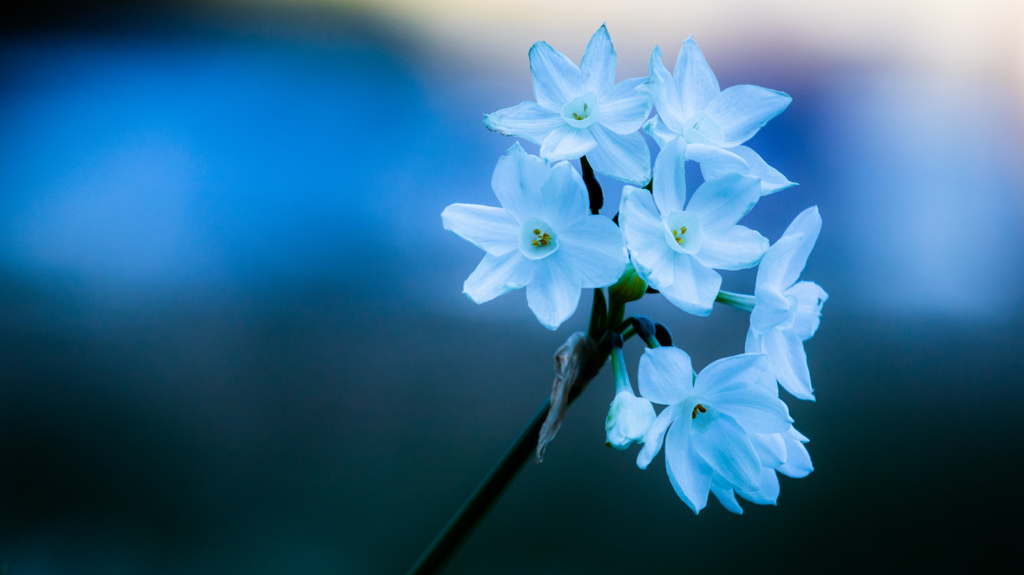 雪中花