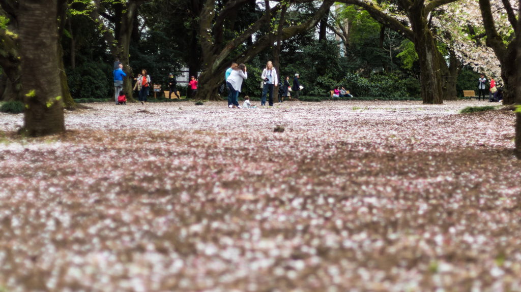 桜の絨毯