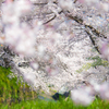 櫻天井