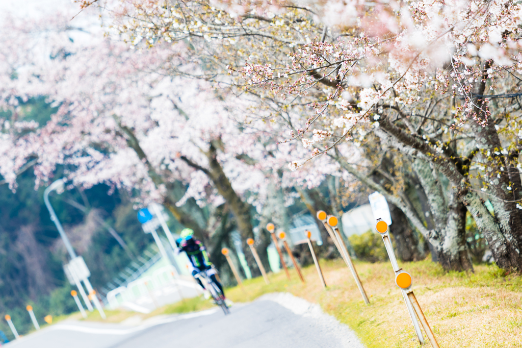 Sakura Road