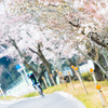 Sakura Road