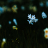 雪中花