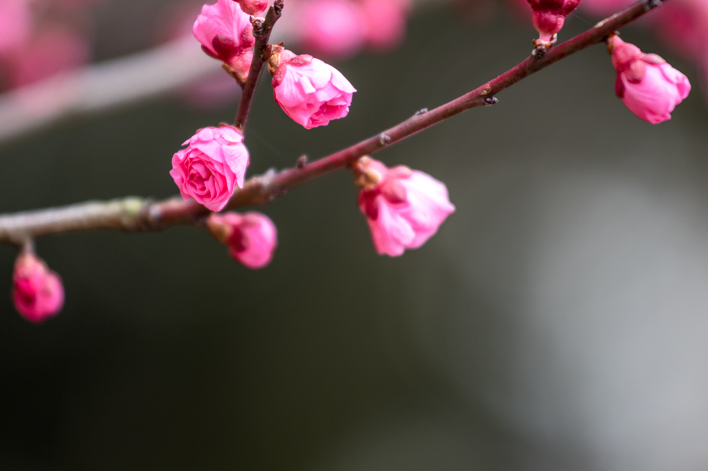 蕾