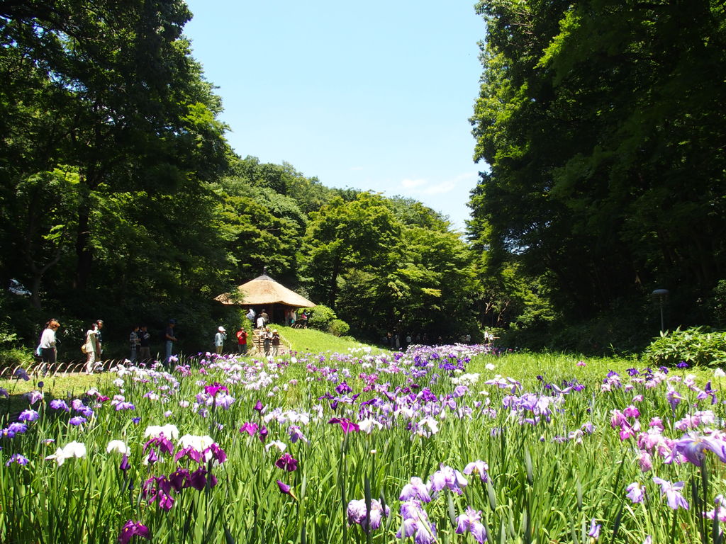 明治神宮御苑花菖蒲