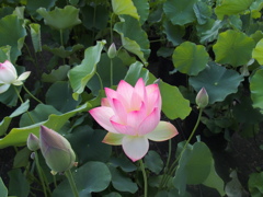 真砂館の蓮の花