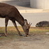 鹿とガムテープ