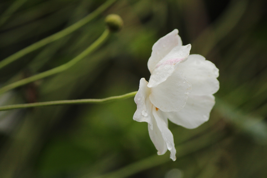 秋明菊