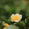 お茶の花