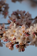 桜