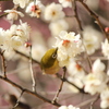 梅
