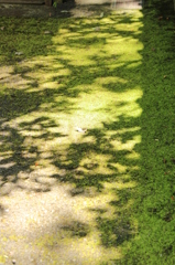 苔と影
