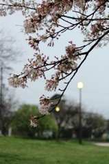 あめあがり