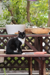 のらねこ