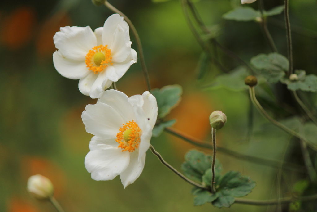 秋明菊