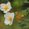 秋明菊