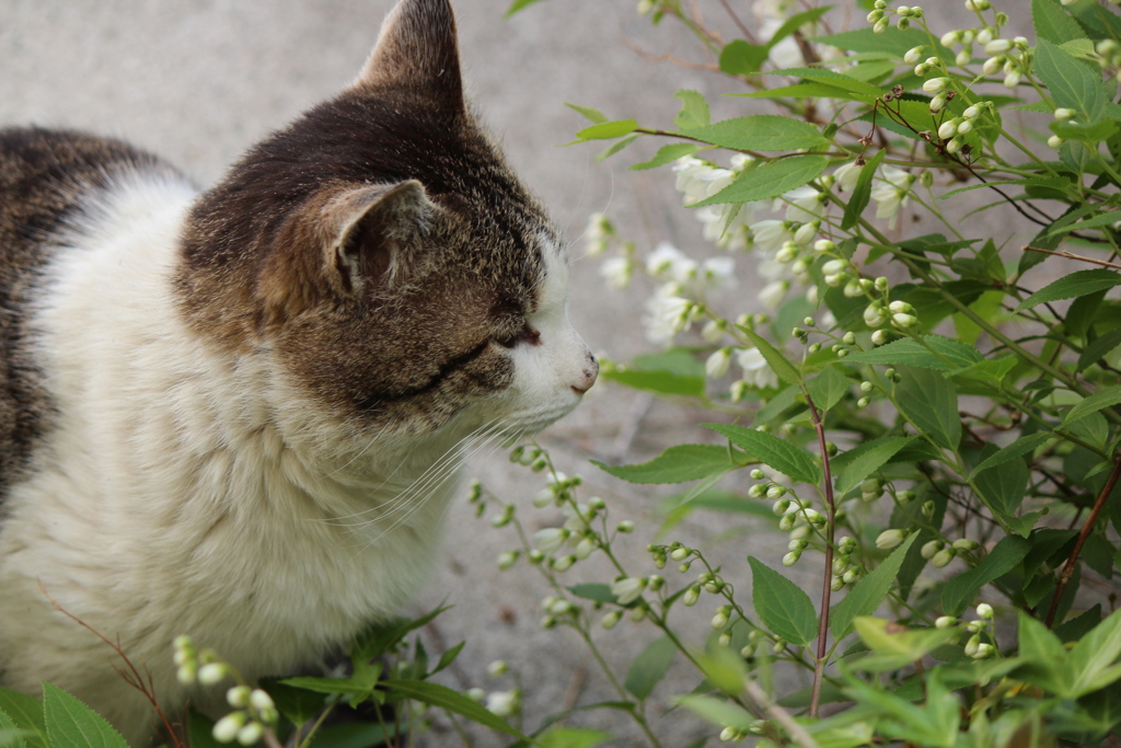 野良猫