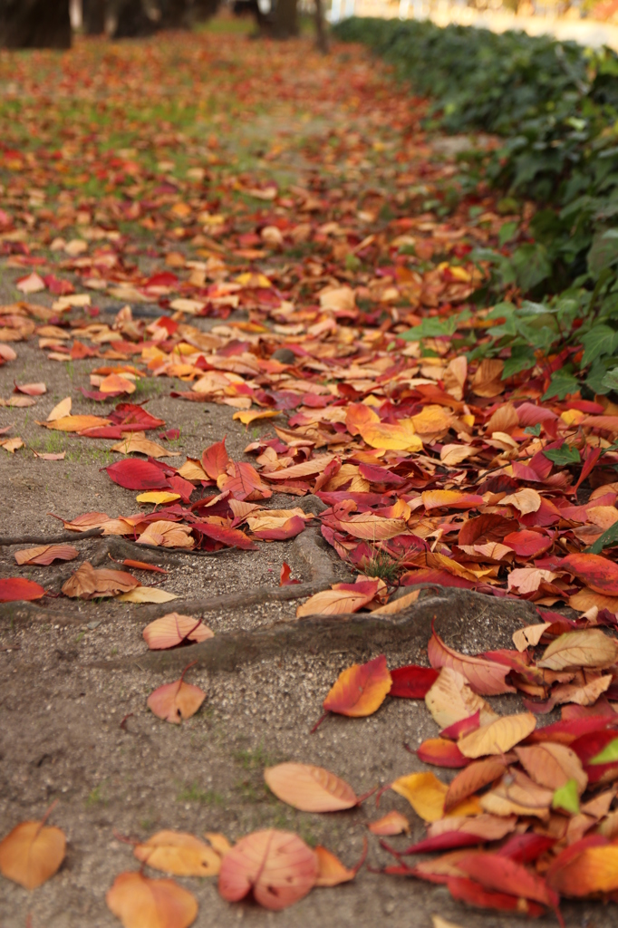 落ち葉