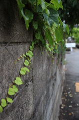つた