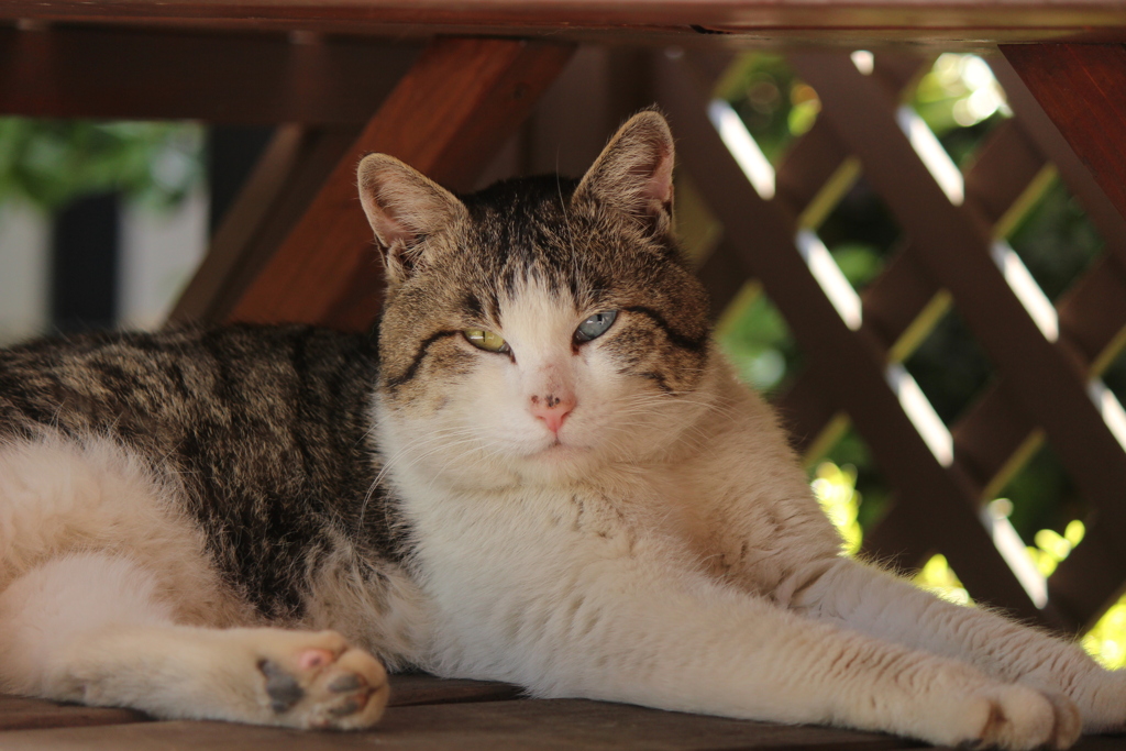 野良猫