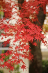 縮景園