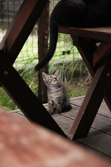 おやこ おやこ