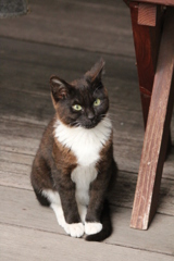 のらねこ