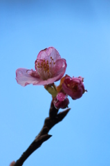 河津桜
