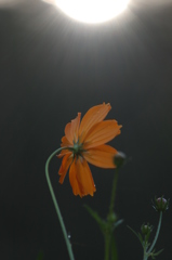 キバナコスモス