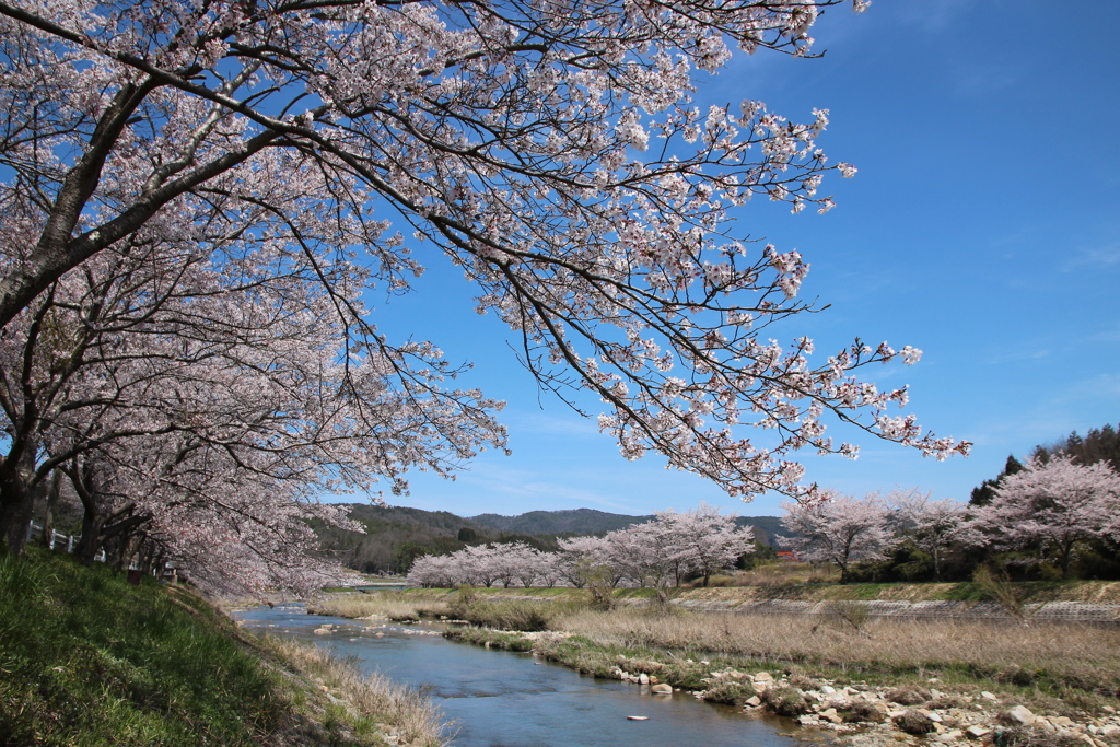 千本桜