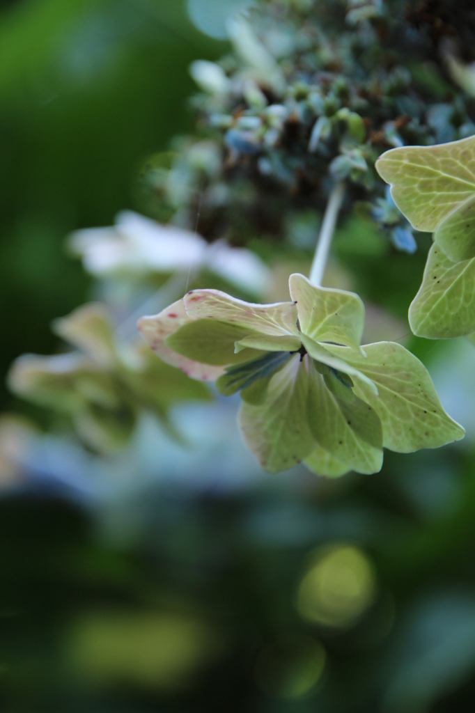 おしまいのあじさい
