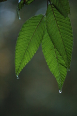 雨上がり