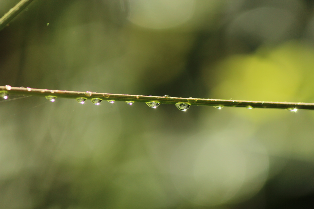 雨上がり
