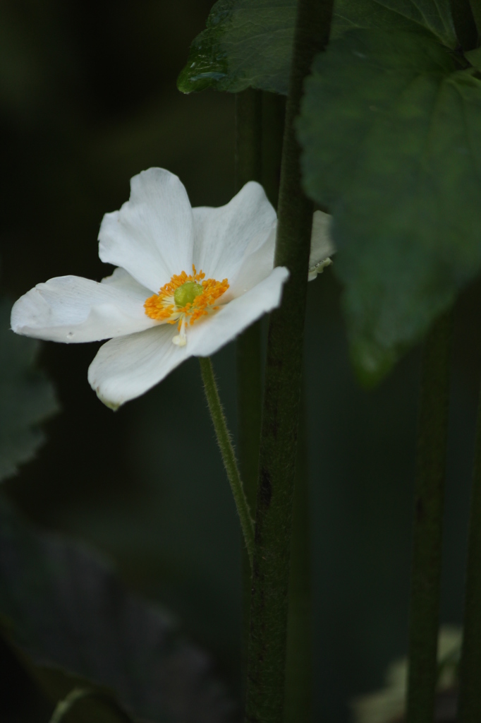 しゅうめいぎく